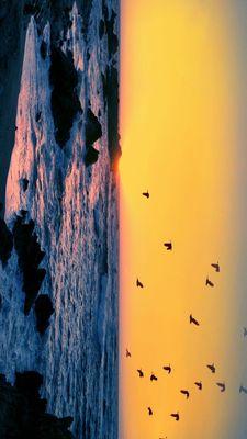 Birds in sunset 20'