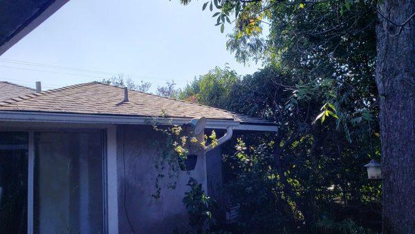 Clean roof and we can see the sky. Glez Tree Trimming.