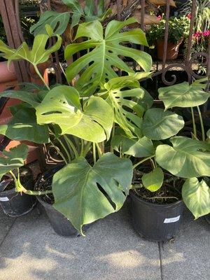 Monstera