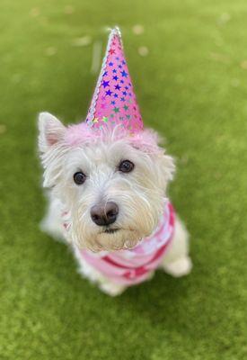 This is Chippy on her birthday at Puppy Haven Chastain.