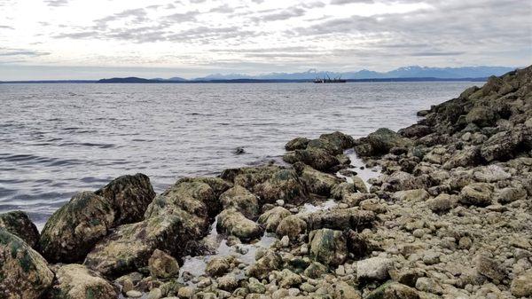 When the tide is low, these rocks form shallow pools exposing sea life that is normally not visible.