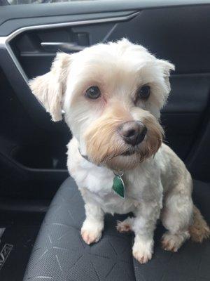 Do you see how cute this cut is? Perfect little face and round little paws. She's too cute!