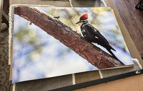 A large print of a Pileated Woodpecker.