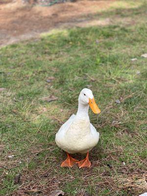 Friendly ducks!