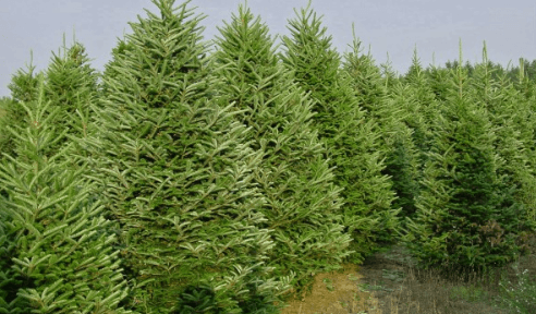 Frazier Fir Christmas Trees