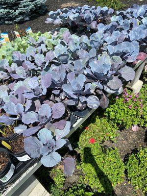 Cabbages still on sale in early August and all in healthy states.