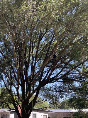 Now the tree looks healthier and I have about 15 feet of height added to my property. It made my yard bigger.