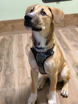 Examination room Thor listening to the VET