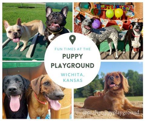 We love when your pups come to stay with us, overnight or for a playday! Give us a call for more information - (316) 201-6292.