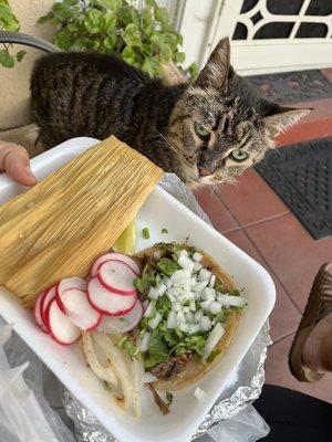 Barbacoa taco and tamal