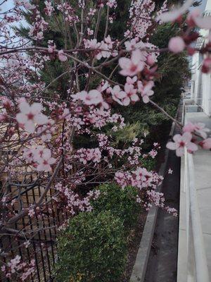 Beautiful flowers surrounding Three Nations Dispensary!!!