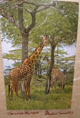 Photos taken by the doctor, in the hallway. I mean they're hanging in the hallway. The photos were actually taken in Africa.