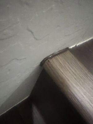 Flooring cut too short so they just sloppily filled in gaps with dark caulk instead of replacing the plank.