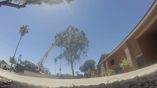 40ft Eucalyptus Tree Removal with Crane. Hayward Tree