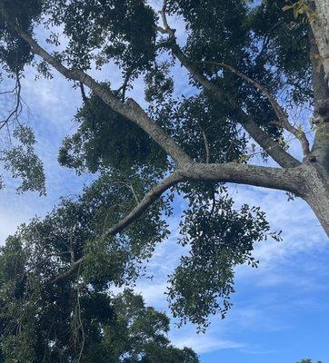 In a years time, the crape myrtle will over take this oak limb.