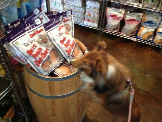 Shopping with Kiyomi at Doggone Natural