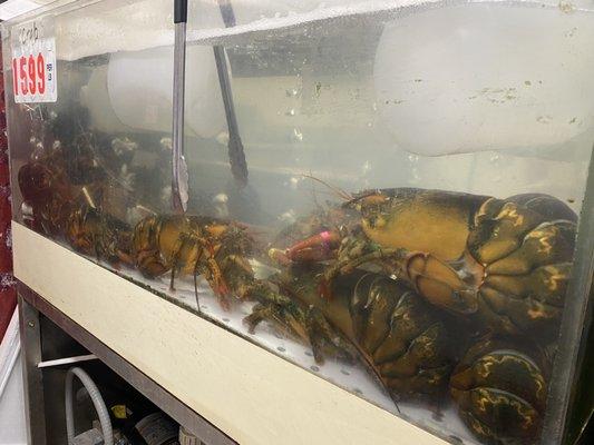 Fresh Lobster and crabs galore!!