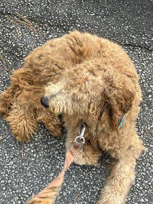 Matted dog before groom