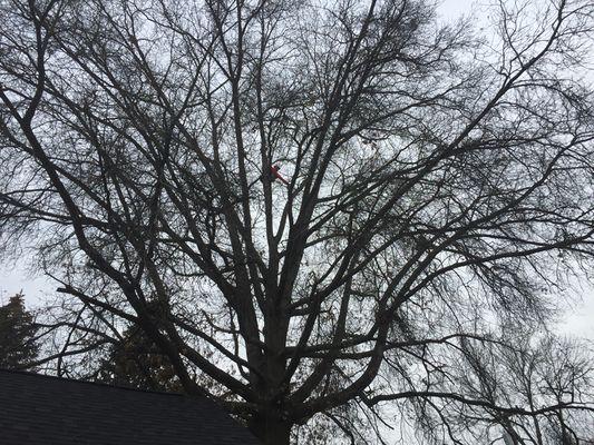 Before.Photo of large oak trim in Royal Oak Michigan