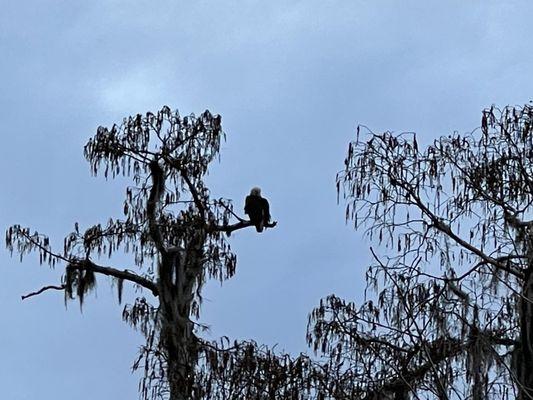 Bald Eagle