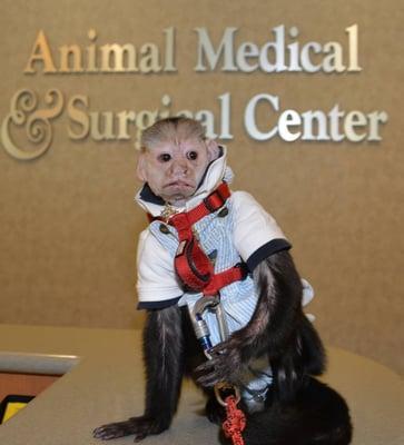 Look who came to visit Dr. Rivera! Dr. Irving is the world's only primate providing assisted therapy for children and adults wit