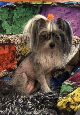 Our hairy hairless Chinese Crested