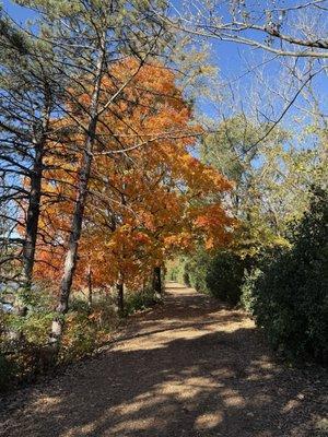 One tree has fall color going on!