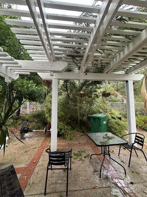 Fallen Tree on Patio