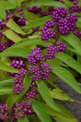 Purple Beautyberry