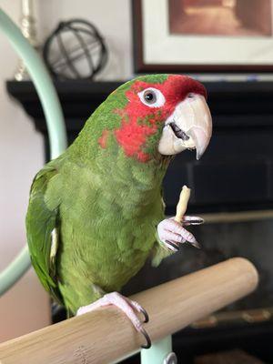 The Purring Parrot