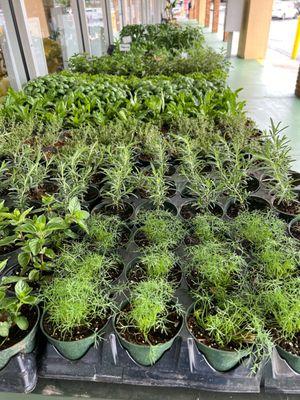 Fresh Herb Plants are in , while supplies last , 3/$5.00