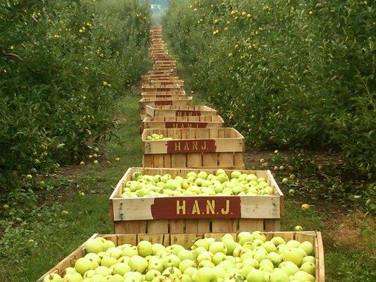 Apple Harvesting