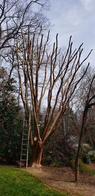 Giants for crate myrtles... topped them to reduce weight and clean them up a bit