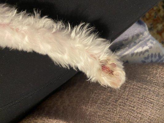 Bloody paw