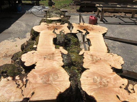 Beautiful maple burl .