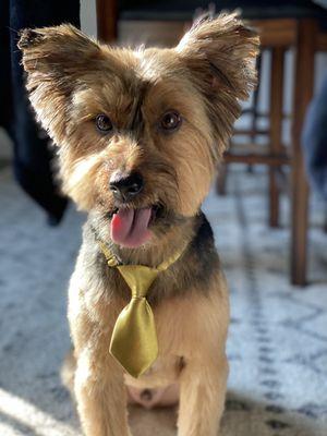 My handsome boy after his grooming appointment at Happy Dog