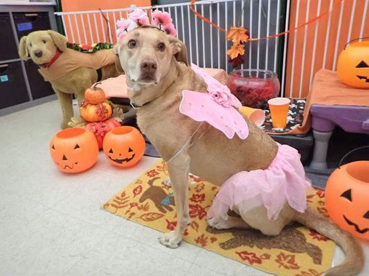 Ginger dressed up for Halloween at JDPC!