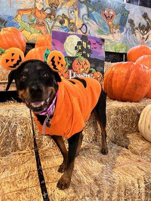 People brought their prized family members to take pictures at the pumpkin patch. I met a lot of nice people.