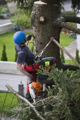 Rod's Tree Service