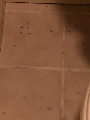 Some of the drain flies coating the floor and walls