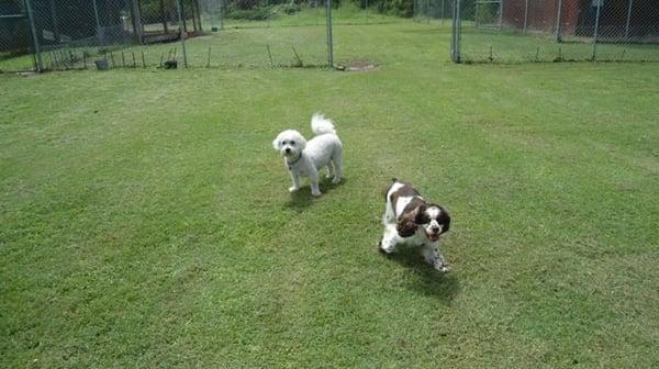 Playing at Doggy Daycare