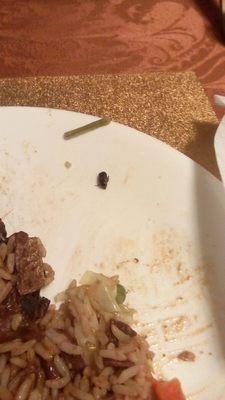 BLACK BEETLE IN THE OXTAIL!!!