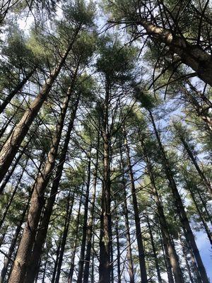 The Pine Trail canopy