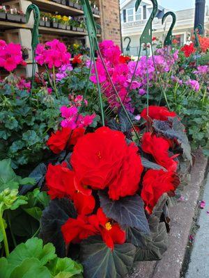 Beautiful array of hanging baskets available in the spring!