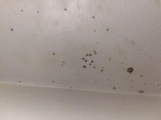 Black mold