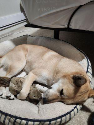 Link hugging his new squirrel toy from Mud Bay.