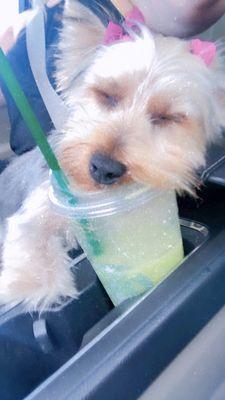 Spa day with Aunt Jenny and Starbucks = one relaxed pup :)