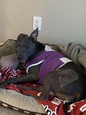 Shadow one day post-op. She was intricately bandaged with Coban; even had a decorative little heart on her back.