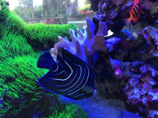 Cuttle Fish And Corals