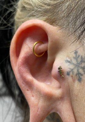 Tragus